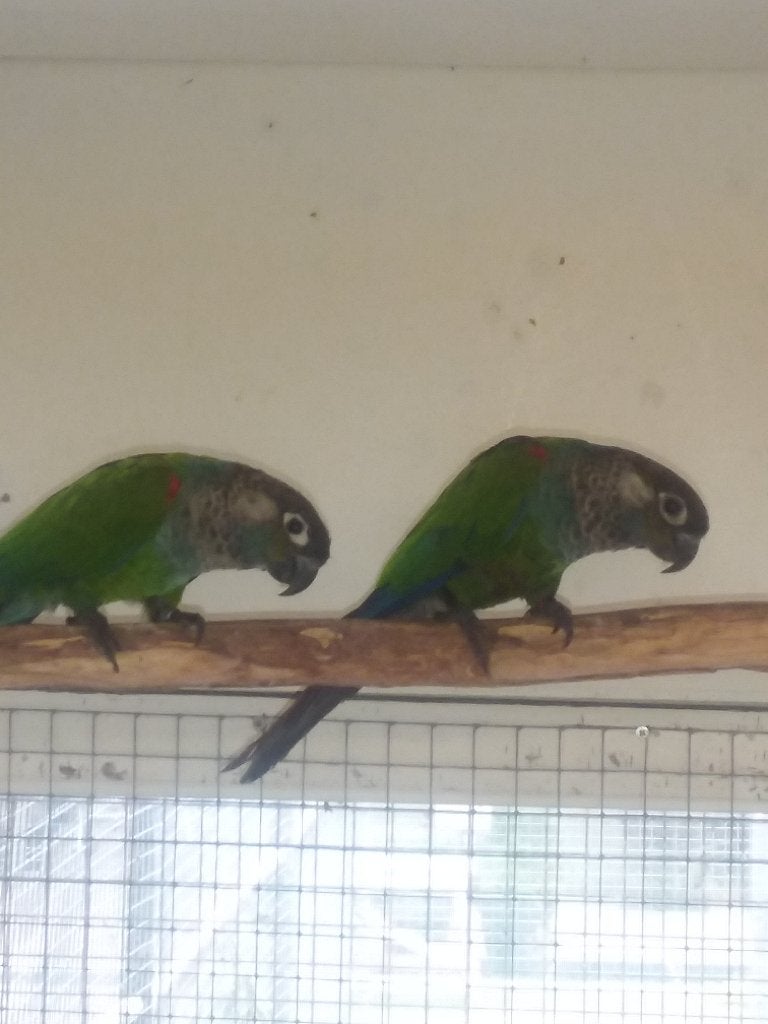 1-1 pyrrhura lepida coerulescens, Dieren en Toebehoren, Vogels | Parkieten en Papegaaien, Meerdere dieren, Parkiet, Geringd