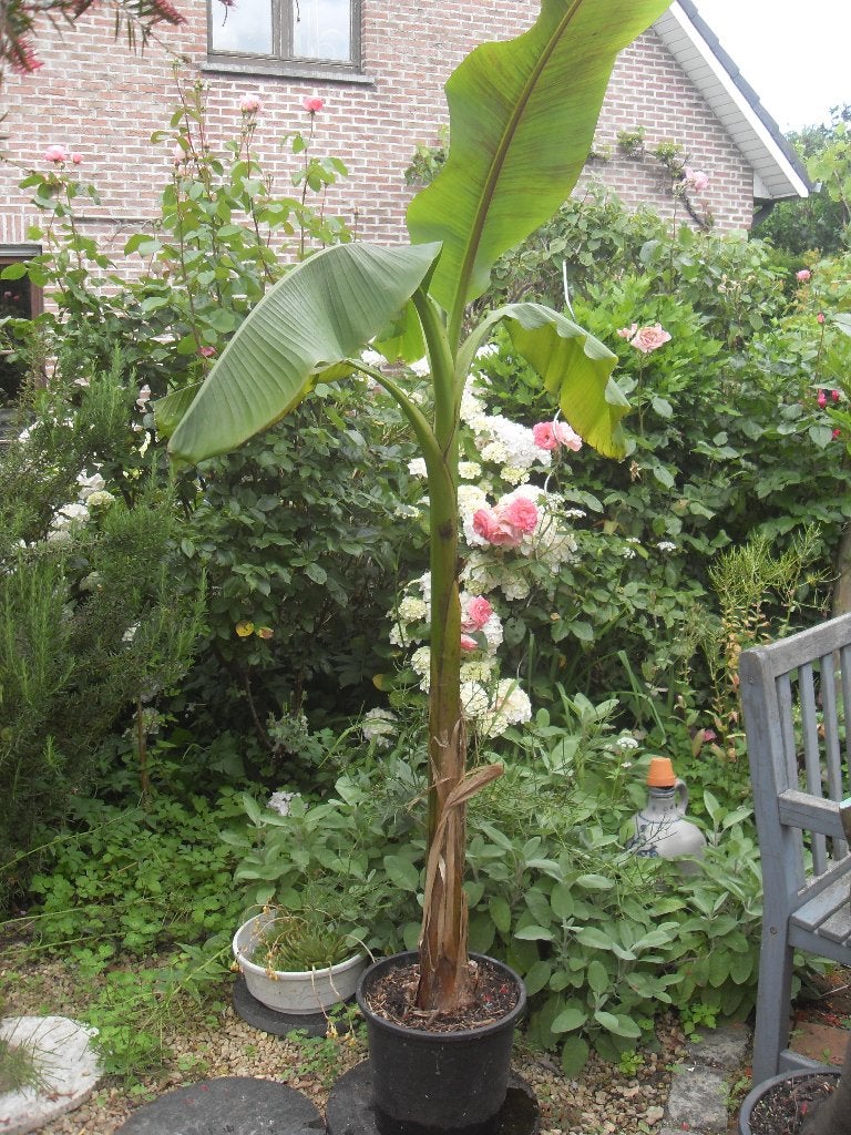 bananenboom, Ophalen, Volle zon, Vaste plant, Zomer