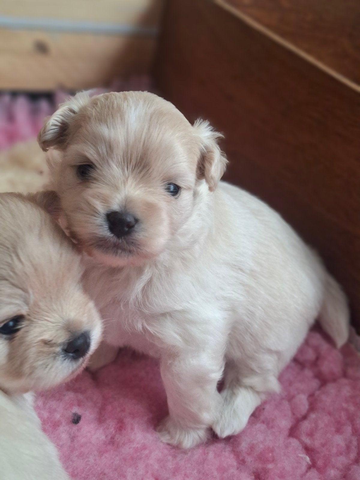 nog 2 pups opzoek naar gouden mandje, Dieren en Toebehoren, Overige rassen, 8 tot 15 weken, Meerdere, Meerdere dieren