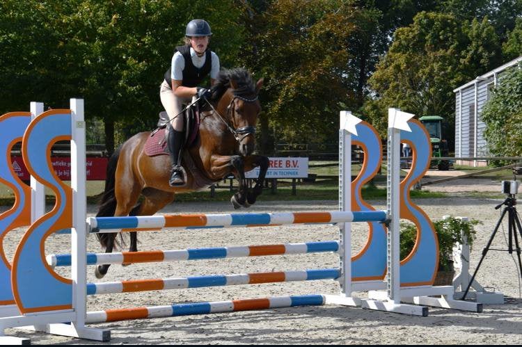kwaliteitsvolle en  lieve allround sportpony van 1.46, Dieren en Toebehoren, Merrie, Met stamboom, Dressuurpony, M