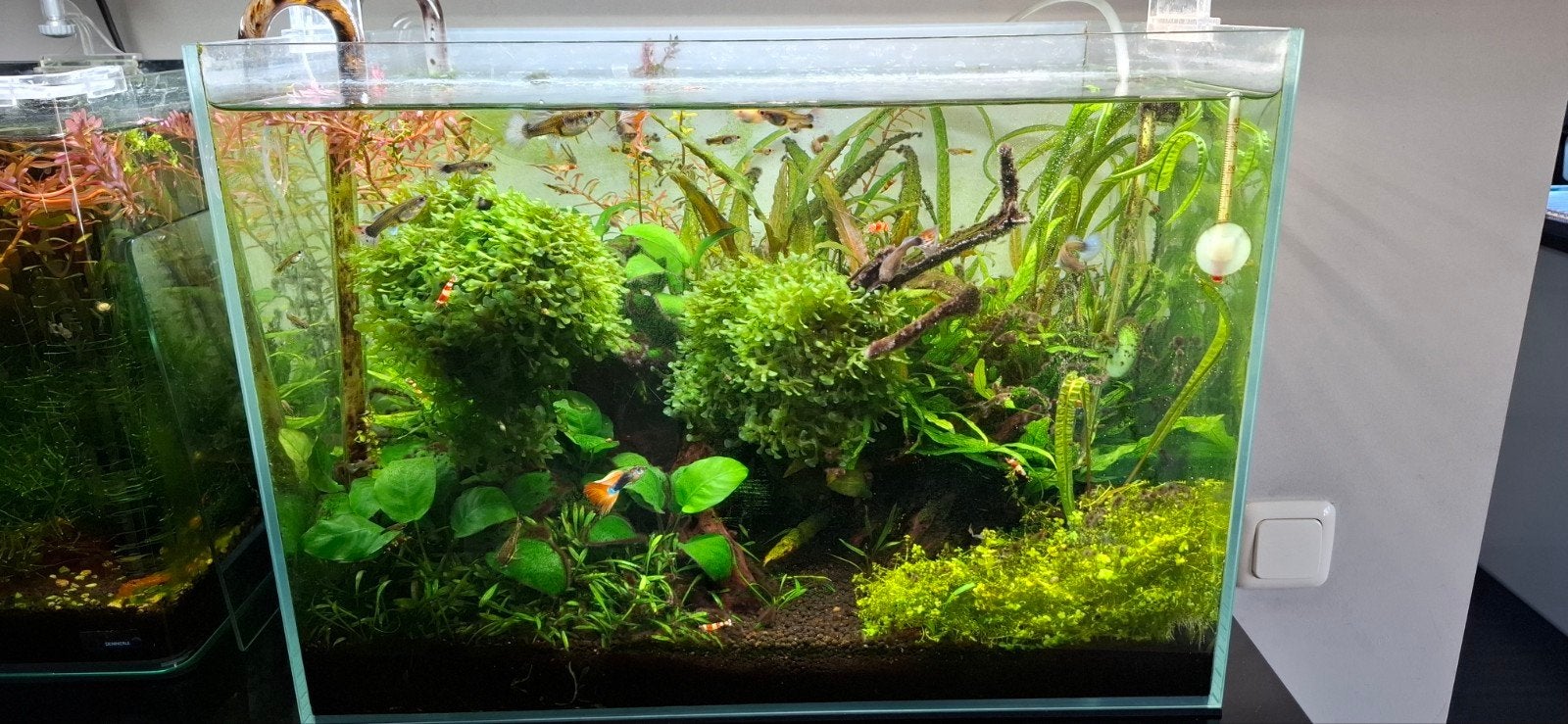 Jonge guppies te koop, Ophalen of Verzenden, Nieuw