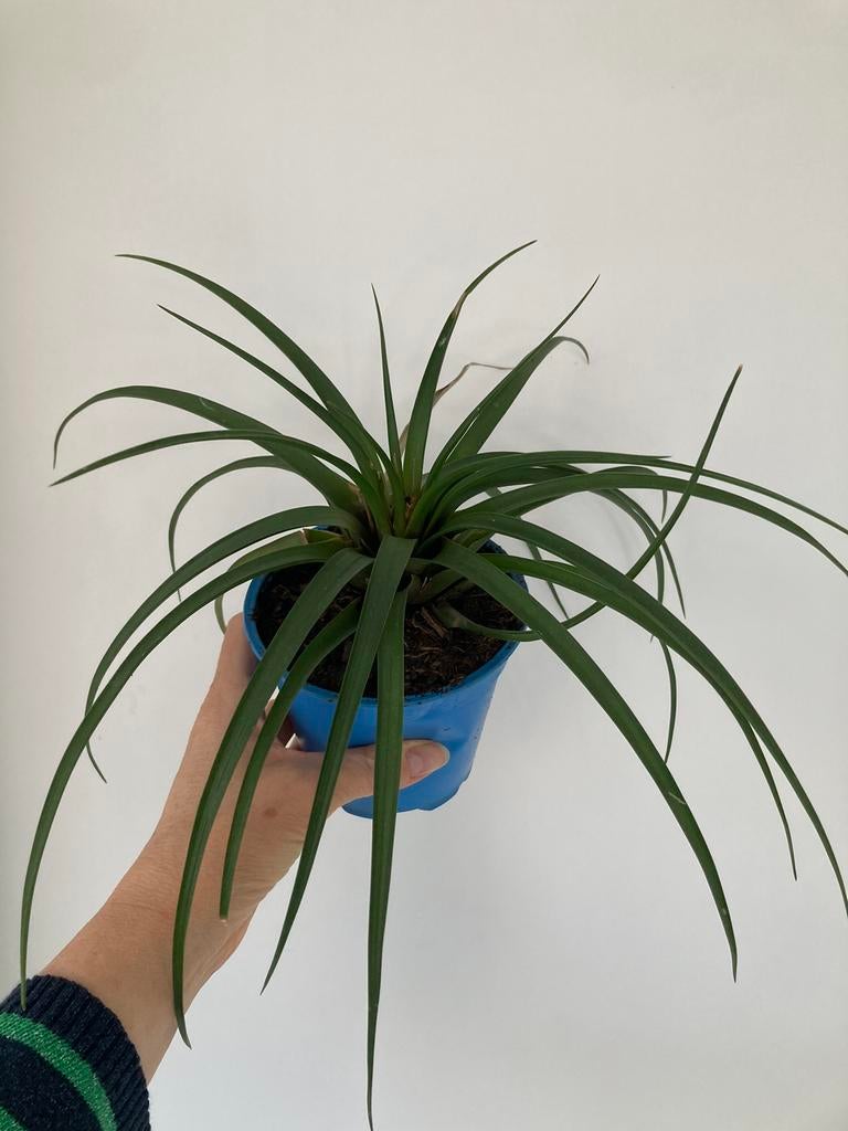Tillandsia (Air plant) Cyanea Tropische Kamerplant, Ophalen, Halfschaduw, Minder dan 100 cm
