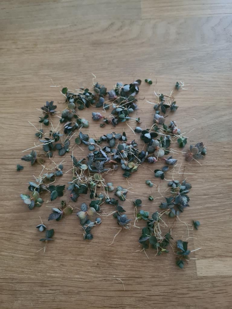 Zaadjes Mother of Thousands, Ophalen, Halfschaduw, Minder dan 100 cm