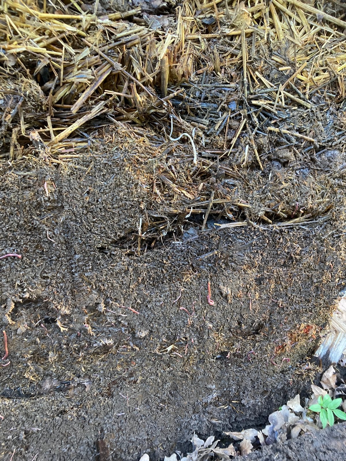 Compost, Ophalen of Verzenden, Mest
