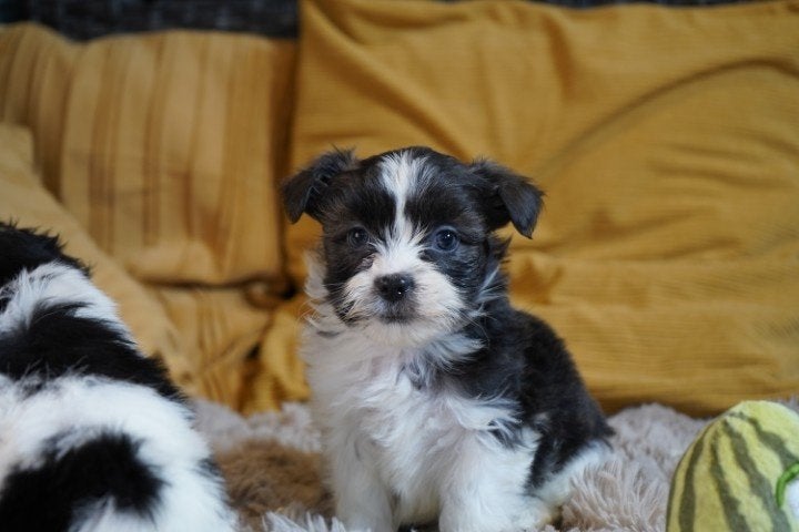 Leuke speelse boomer pups te koop., Nederland, Overige rassen, 8 tot 15 weken, CDV (hondenziekte)