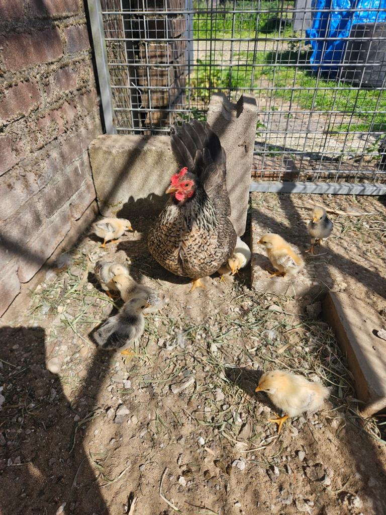Serama kuikens, Dieren en Toebehoren, Pluimvee, Kip, Geslacht onbekend