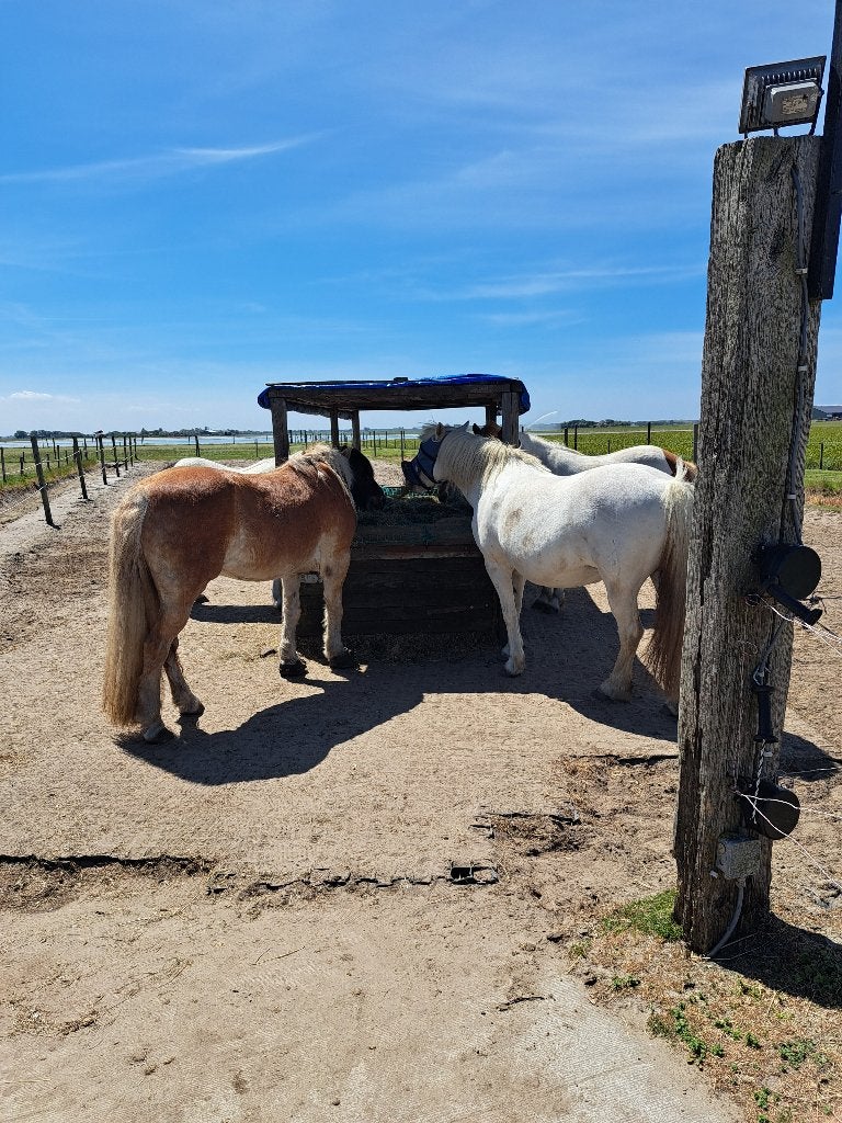 Plekje vrij op Paddock Paradise Julianadorp/Callantsoog, Stalling