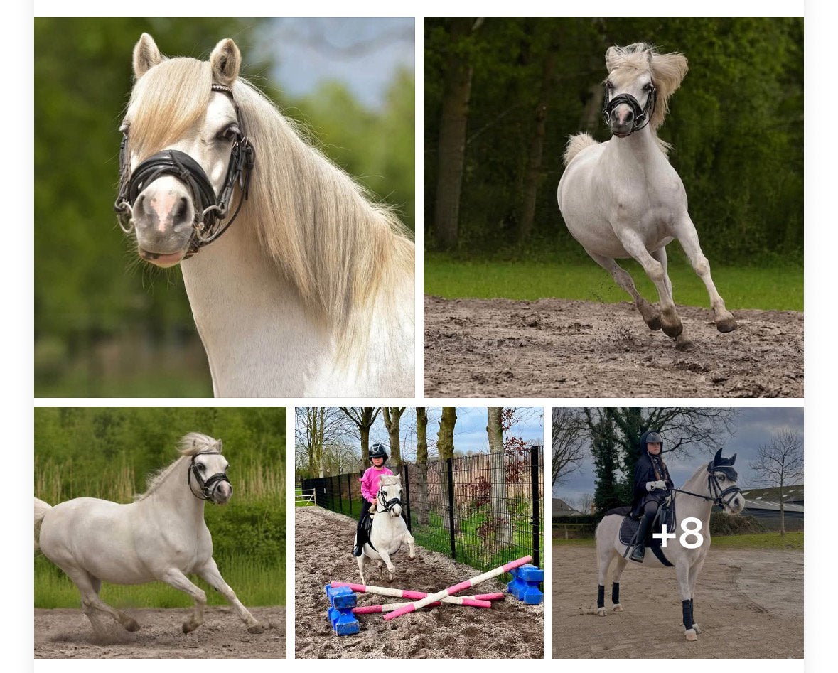 Verzorgpony aangeboden, Ophalen