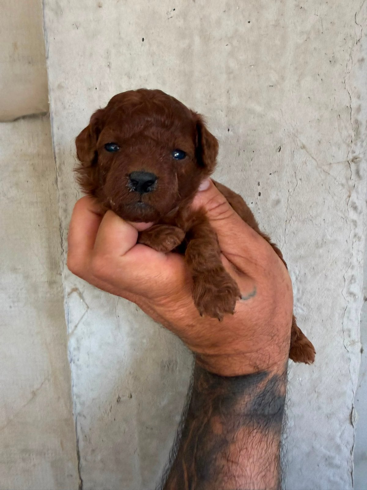 Teacup red toy poodle, Dieren en Toebehoren, Honden | Chihuahua's en Gezelschapshonden, Meerdere dieren, Poedel, Fokker | Professioneel