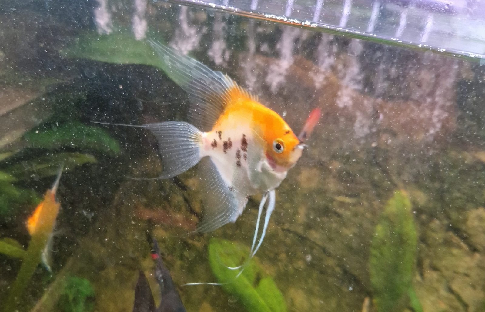 maanvissen koi / red devil 12.50 per stuk en 10 voor €100, Vis