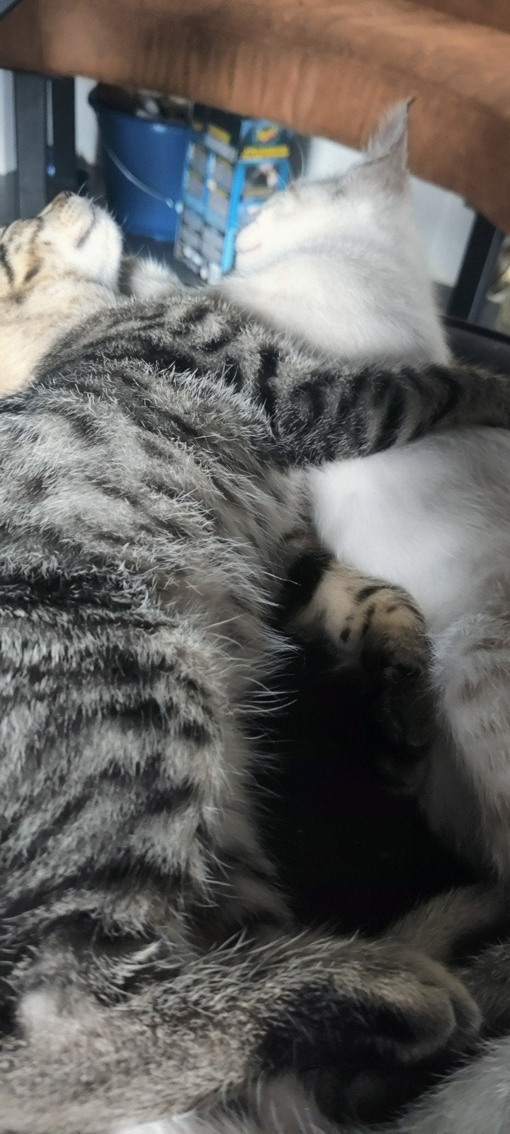 2 lieve poesjes kittens zoeken een leuke familie, Poes