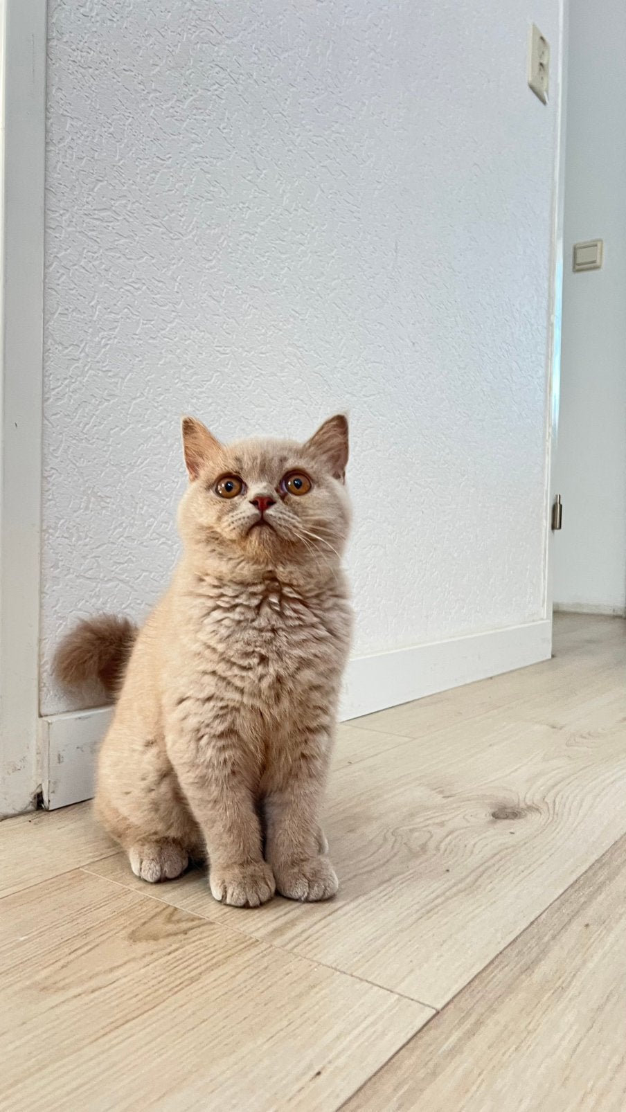 British Korthaar  Kittens, Dieren en Toebehoren, Poes, Ingeënt, 0 tot 2 jaar