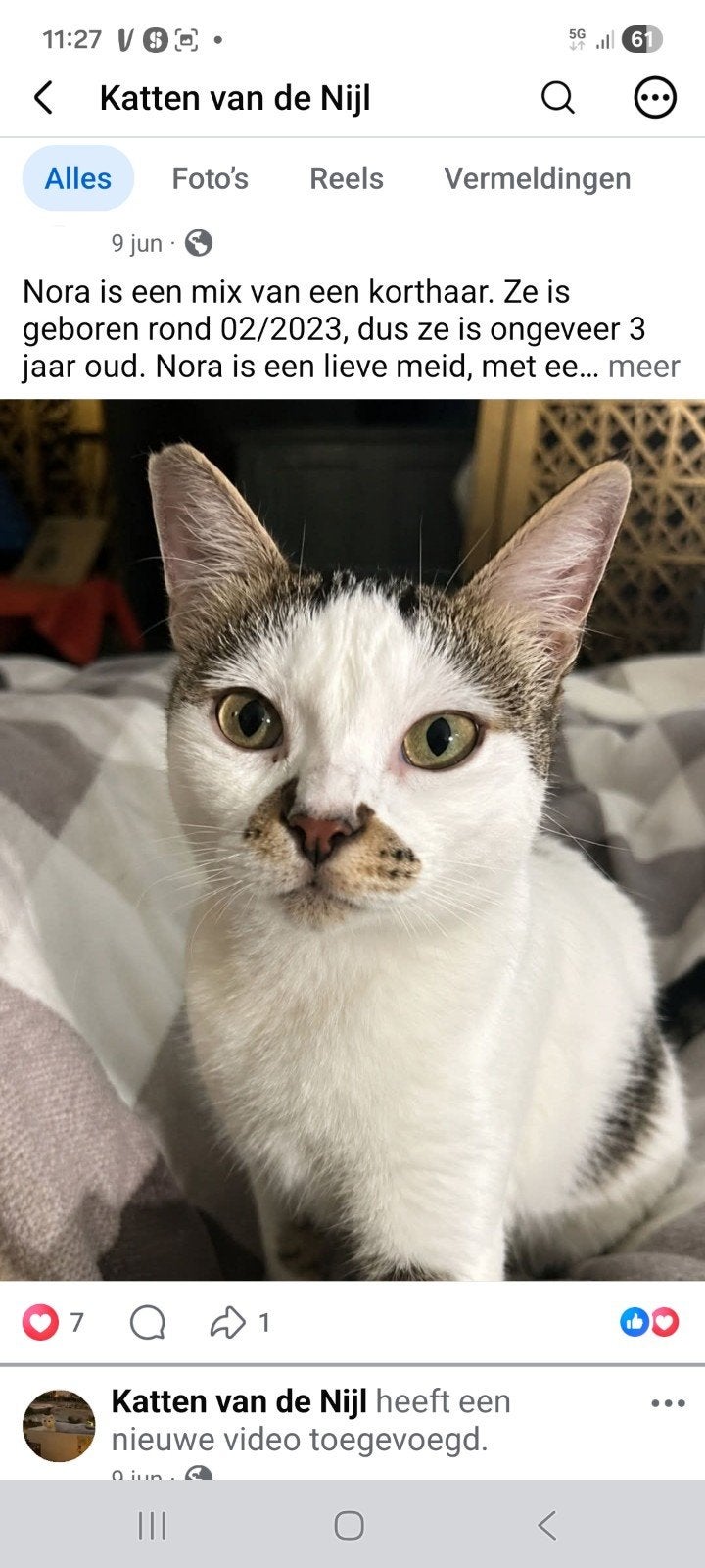Geweldig lief poesje, Poes