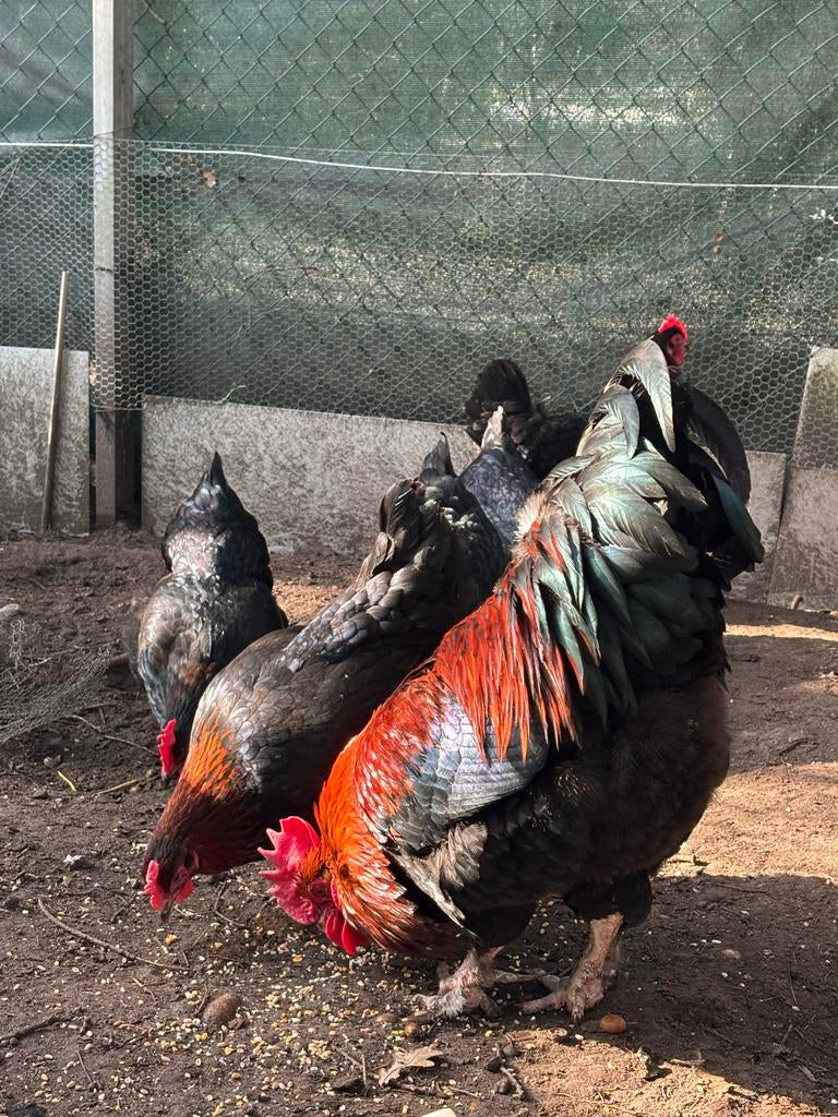 Broedeieren Marans. Kleur. Koper-zwart, Dieren en Toebehoren, Pluimvee, Geslacht onbekend