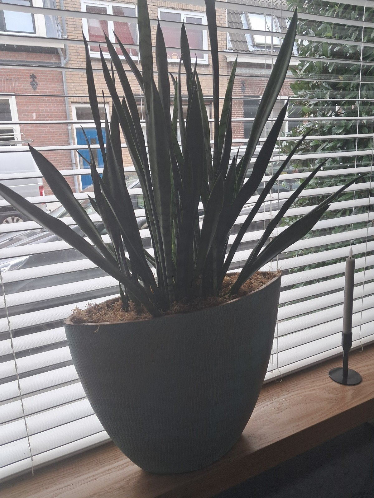 Sansevieria in stijlvolle pot - Zo goed als nieuw, Rond, Binnen, Zo goed als nieuw, Aardewerk