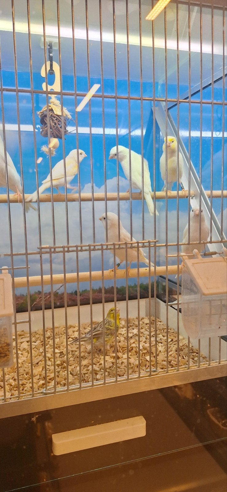 witte kanaries, Meerdere dieren, Kleurkanarie