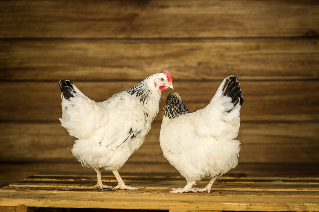 Sussex Columbia | Goede leggers | Rustige kippen, Dieren en Toebehoren, Vrouwelijk, Kip