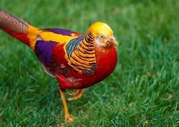 Gezocht ; broedeieren goudfazant 5000 serie, Meerdere dieren