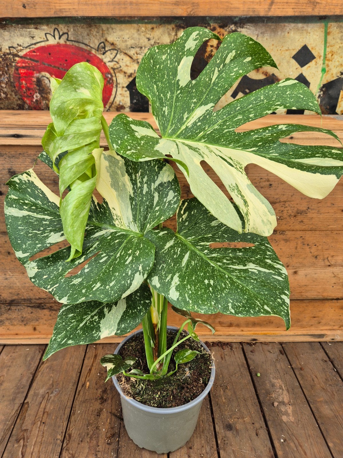 Monstera Thai Constellation p17 XXL (B)
