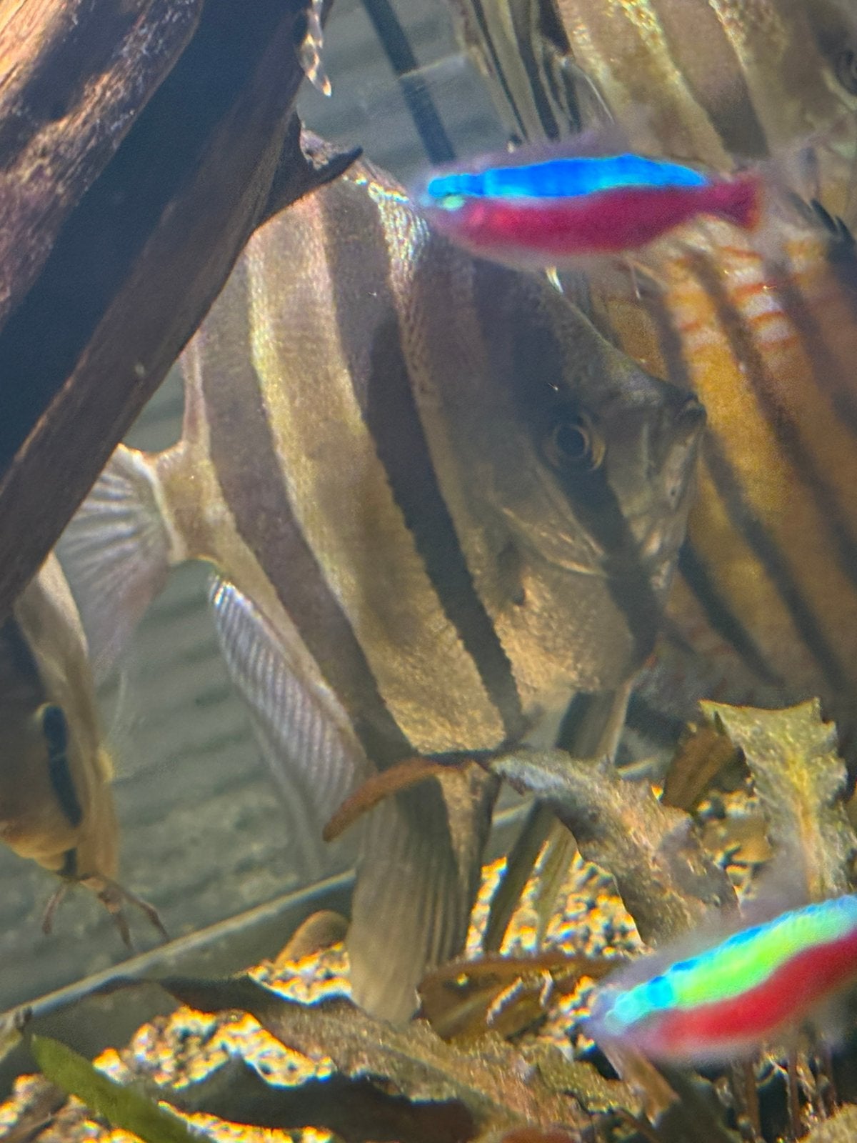 Orinocco altum 3 stuks, Dieren en Toebehoren, Vissen | Aquariumvissen, Vis