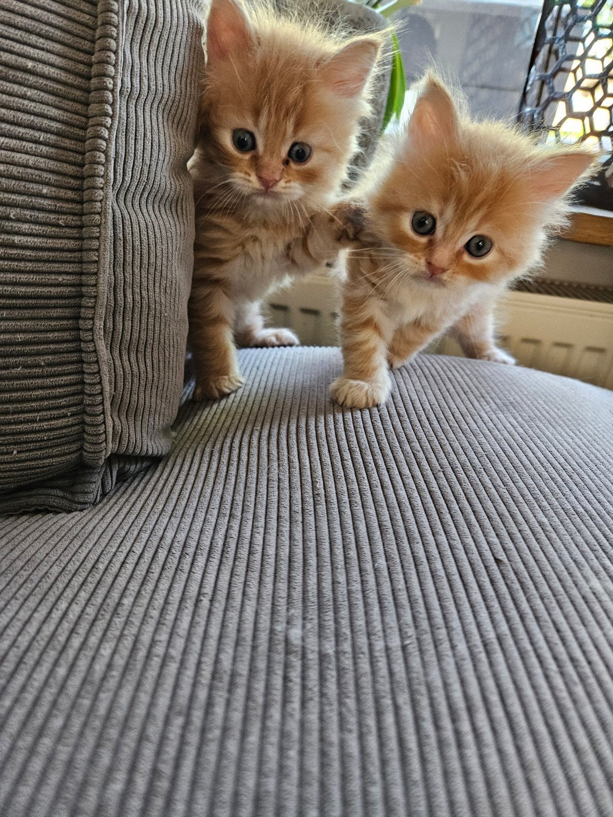 Kruising main coon x perz kittens, Poes