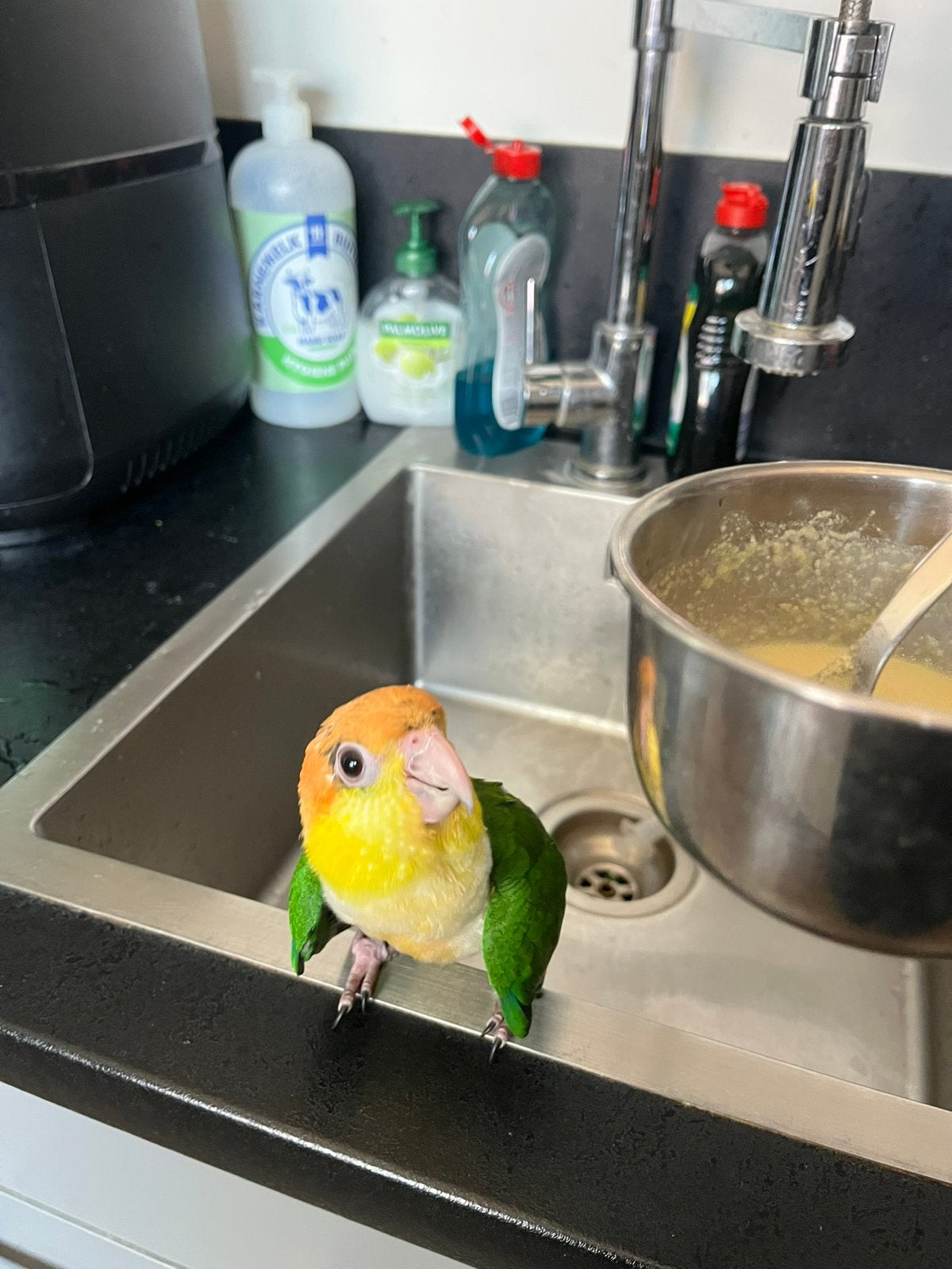 Tam baby Caique groendij, Geslacht onbekend, Papegaai, Geringd