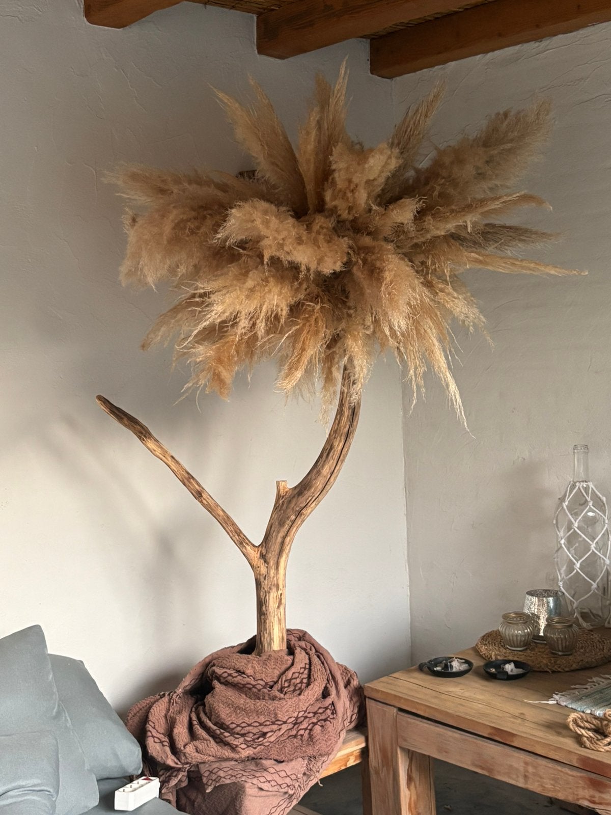 Pampas pluim boom, Ophalen, Zo goed als nieuw