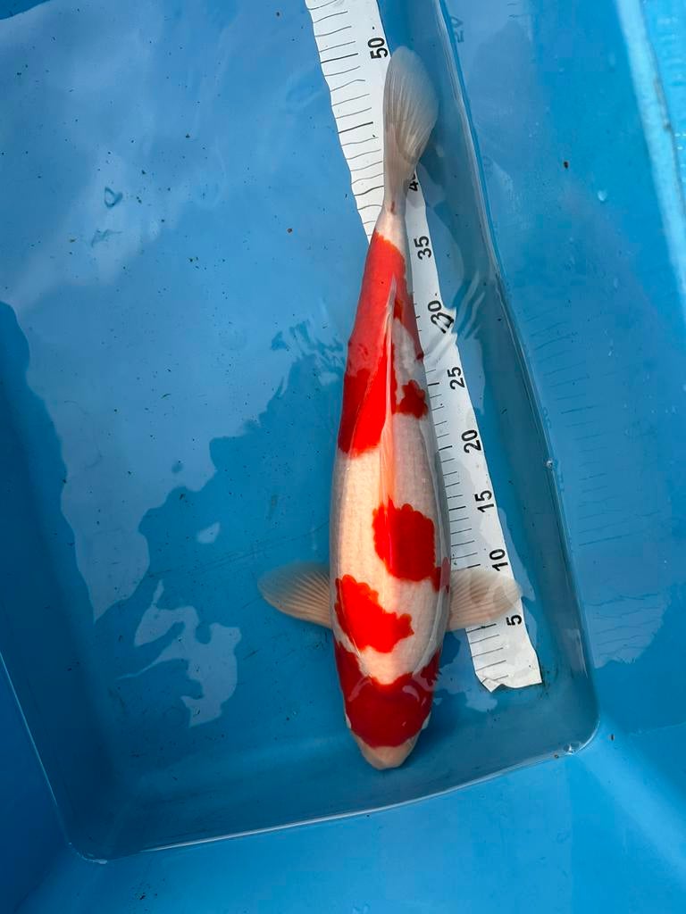 Japanse Kohaku, Karper of Koi
