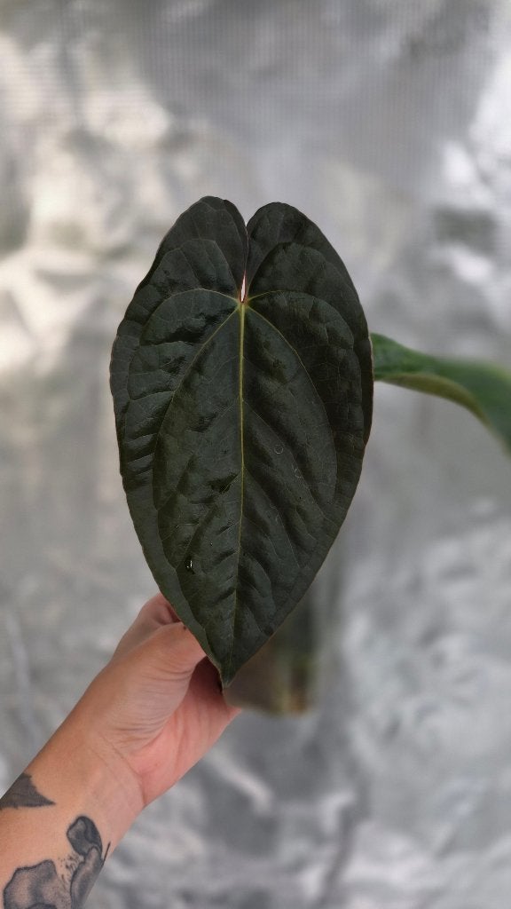 Anthurium Papillilaminum X x Luxurians, Ophalen of Verzenden, Halfschaduw, Minder dan 100 cm