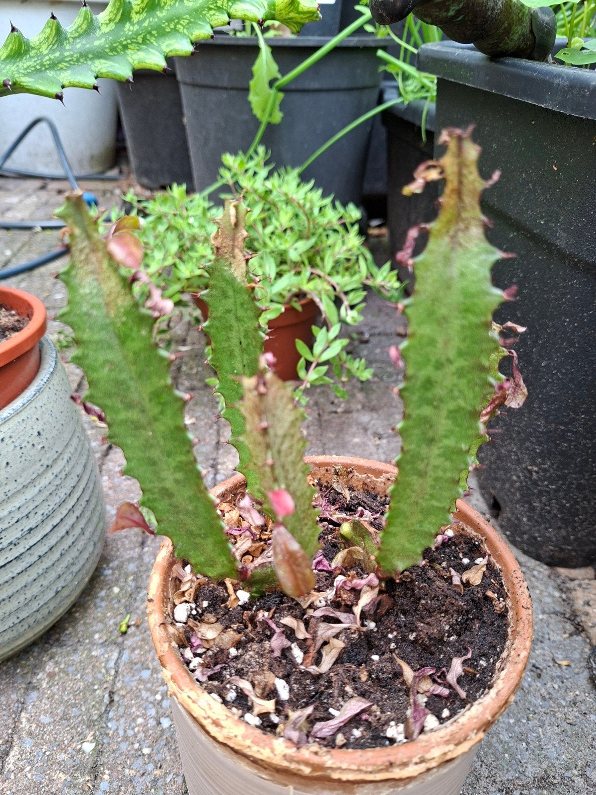 Euphorbia, Ophalen, Halfschaduw, Minder dan 100 cm