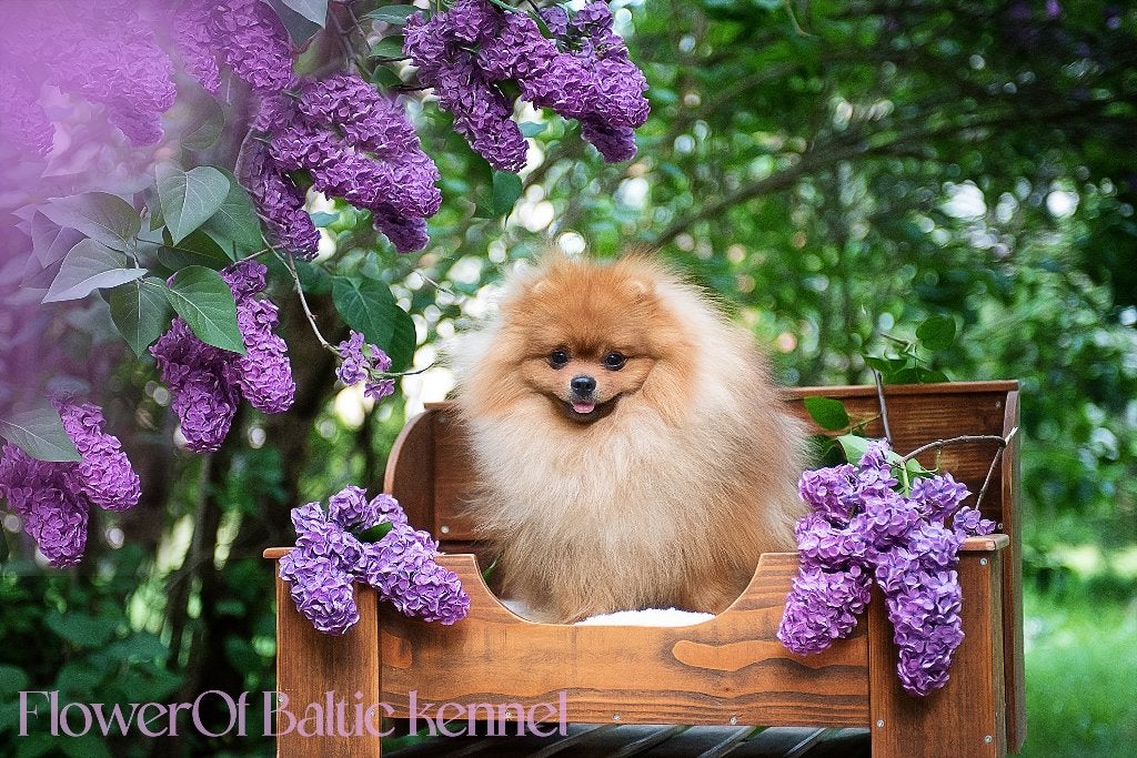 hond, Dieren en Toebehoren, Honden | Chihuahua's en Gezelschapshonden, Nederland, 15 weken tot 1 jaar, Parvo, Eén hond