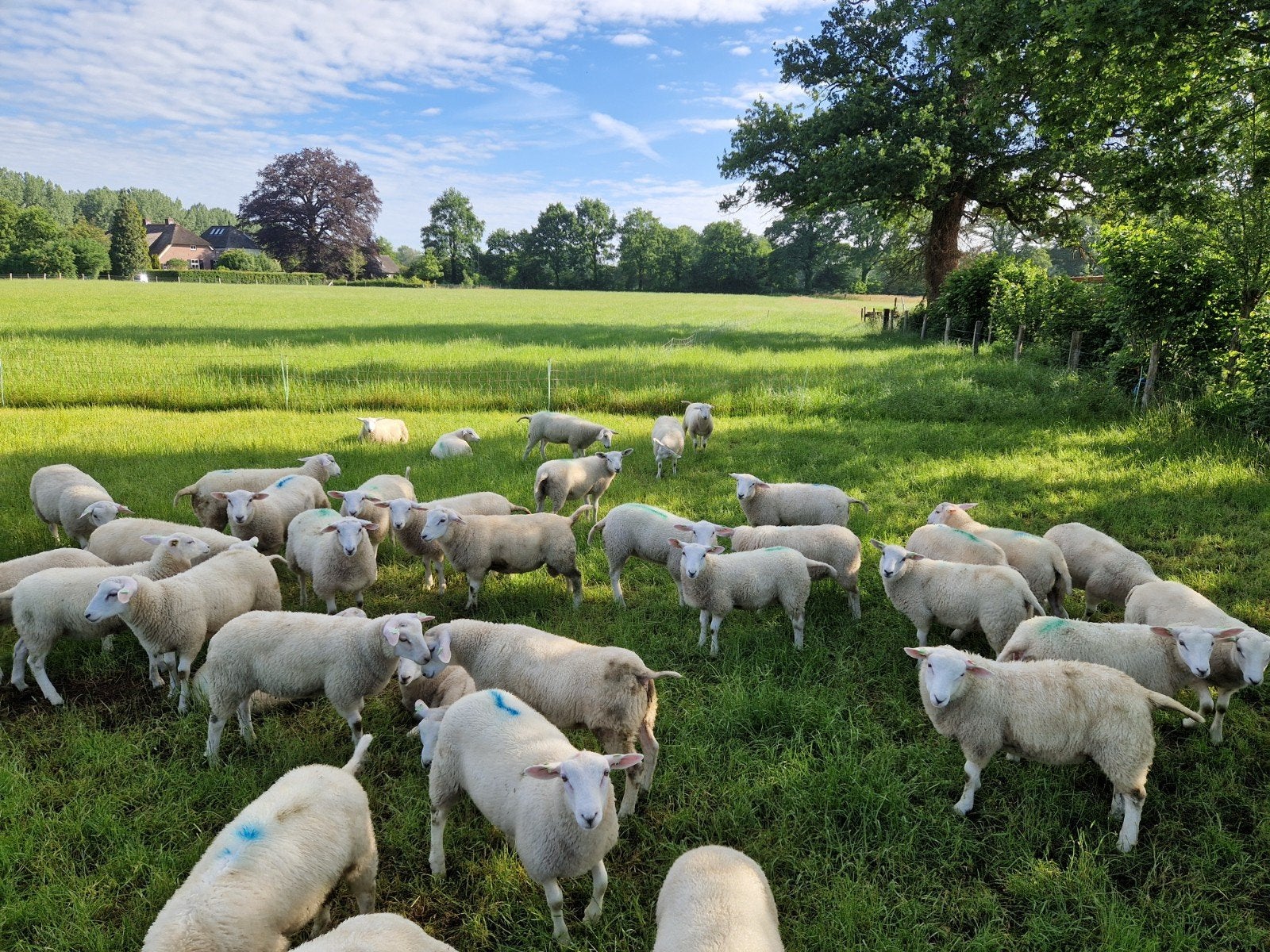 Tekoop swifter stamboek ramlammeren, Meerdere dieren, Schaap