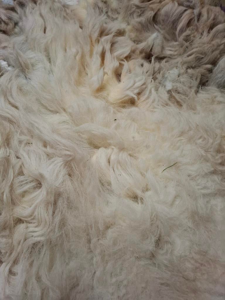 Ruwe wol van Kerry Hill schaap,  voor spinnen, Ophalen of Verzenden, Nieuw, Spinwol