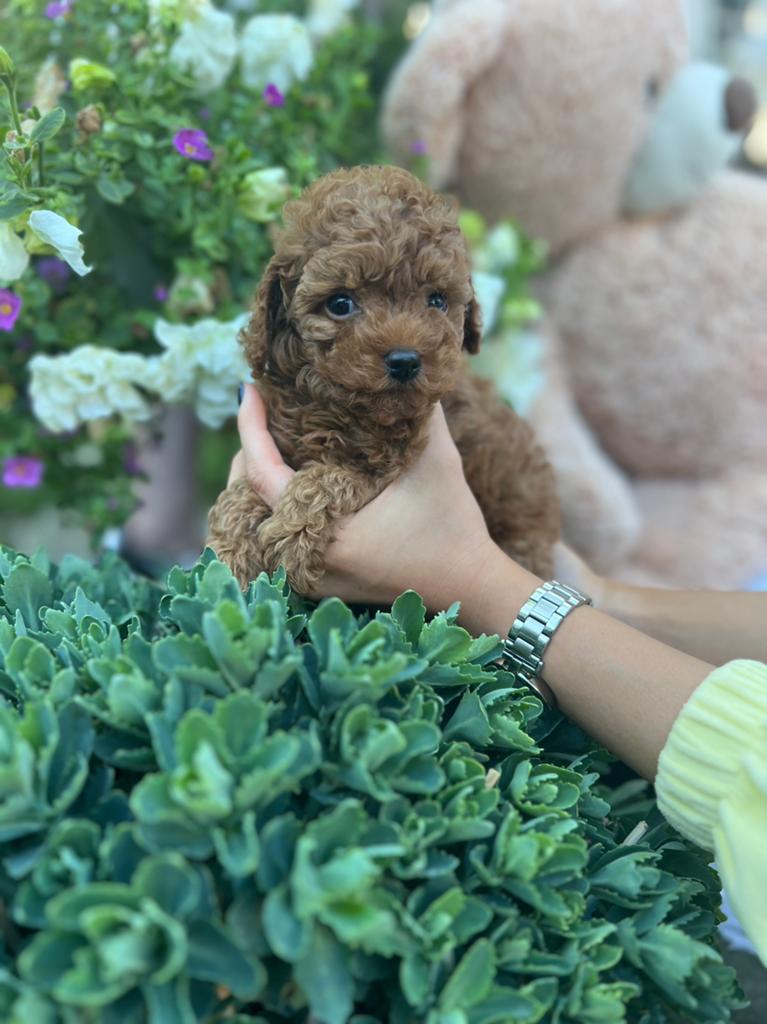 Toy poodle | Toy poodel Teddy, Poedel, Reu, 8 tot 15 weken, Parvo
