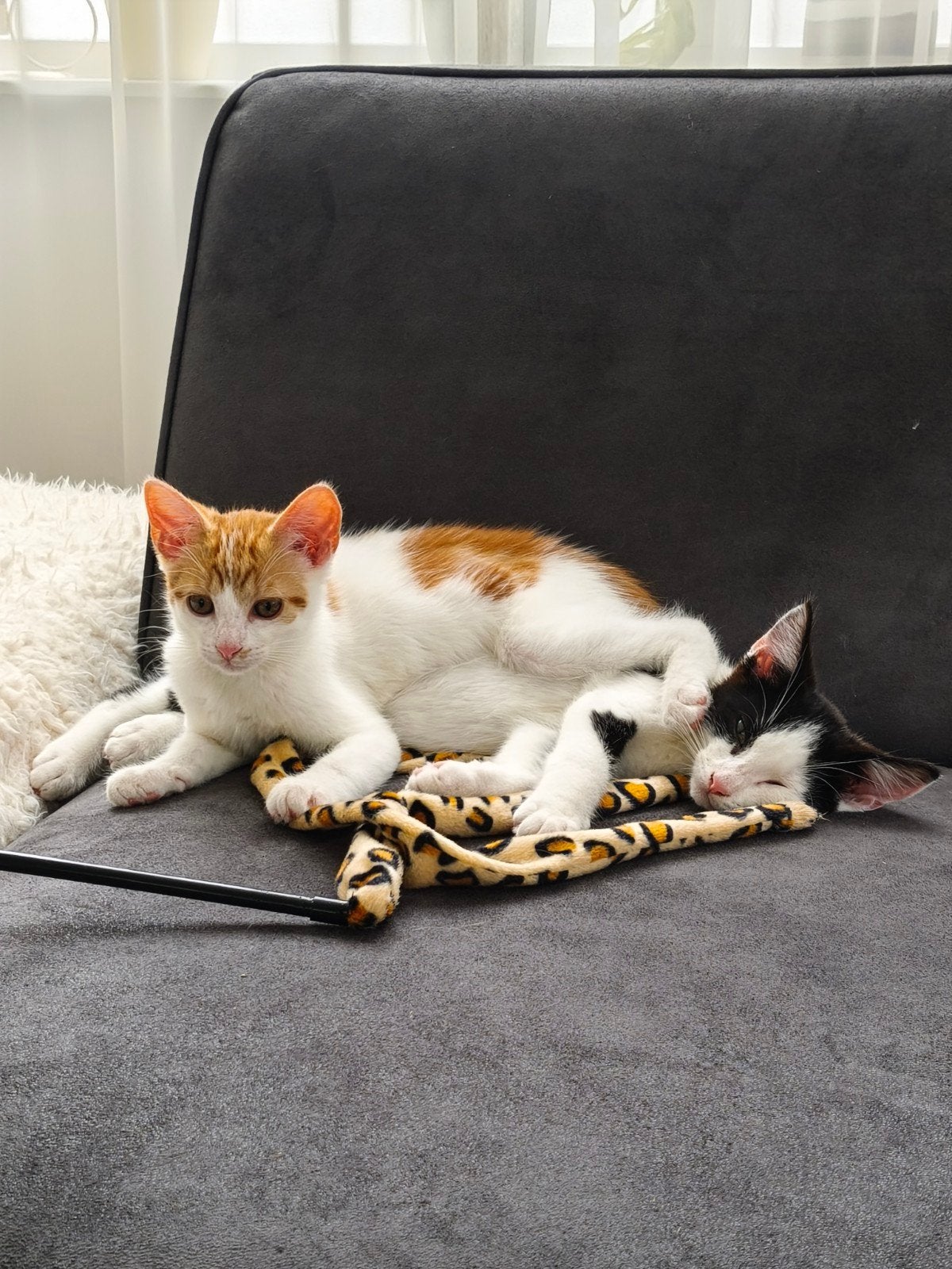 Lieve kittens, Dieren en Toebehoren, Katten en Kittens | Overige Katten, Meerdere dieren, Kortharig, 0 tot 2 jaar