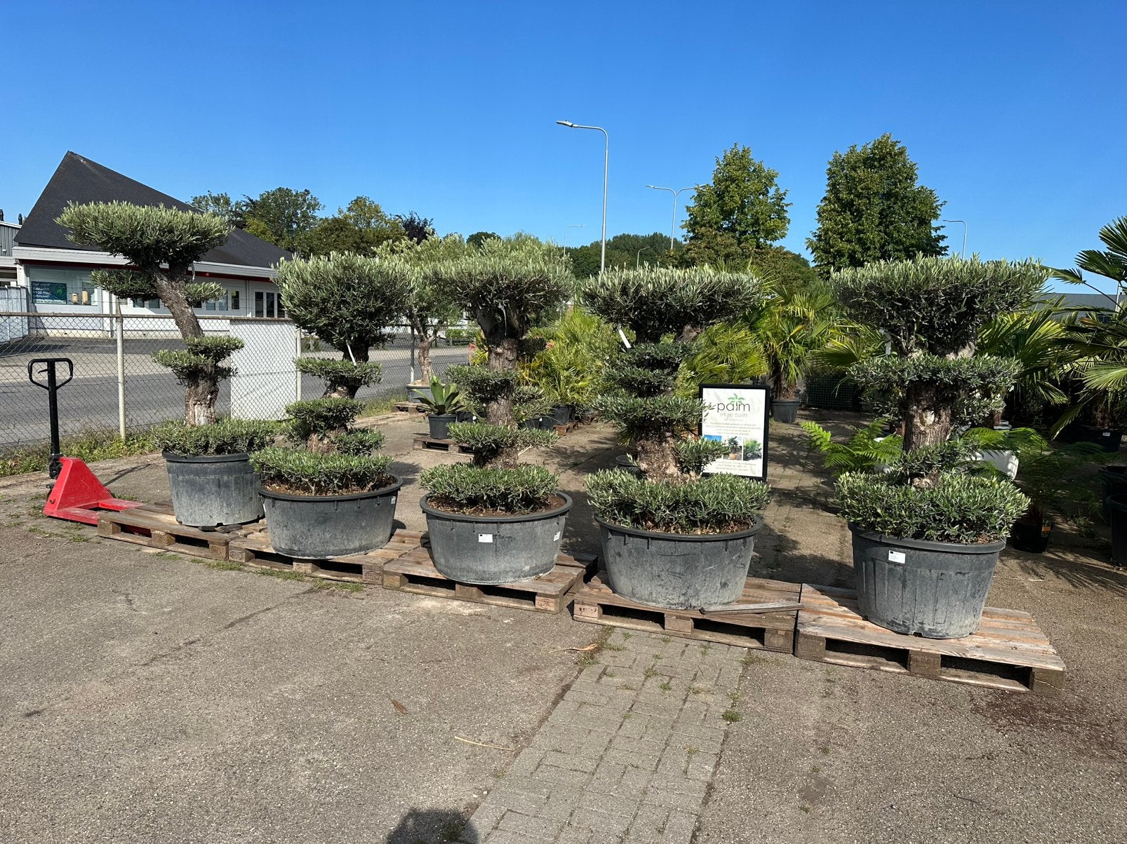 Mooie vorm geknipte olijfbomen. 4 stuks. AANBIEDING, Tuin en Terras, Planten | Bomen, 100 tot 250 cm, Olijfboom, Zomer, Ophalen