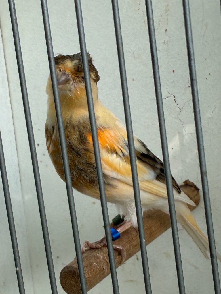 harlekijn kanarie man met kuif, Mannelijk, Postuurkanarie
