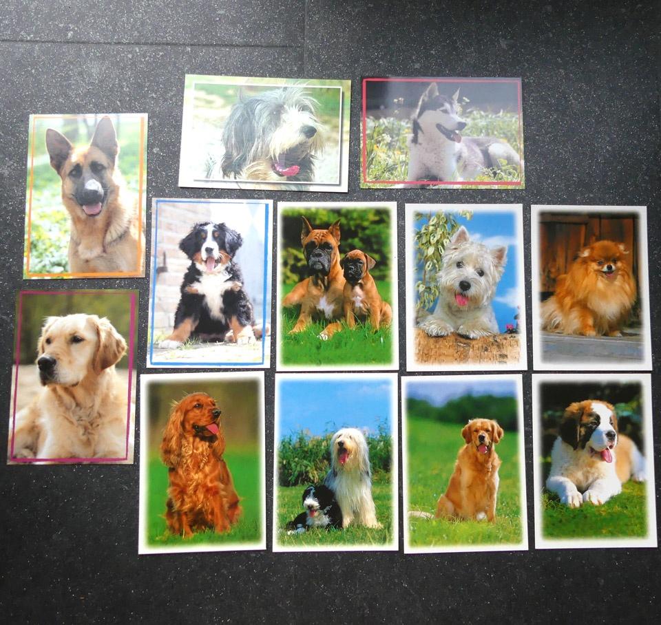 Honden fotokaarten hondenkaarten ansichtkaarten hond 12x, Ophalen of Verzenden, 1980 tot heden, Ongelopen, Hond of Kat