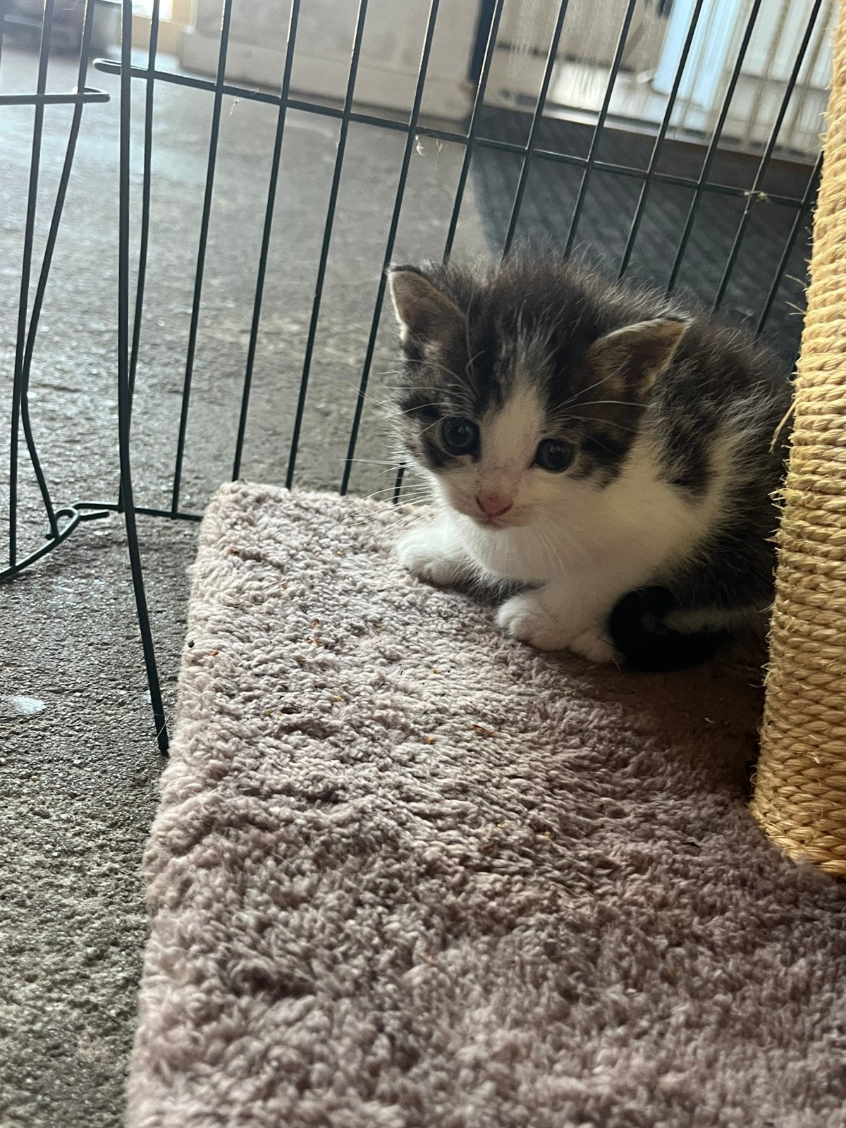 5 kittens, Poes, Kortharig, 0 tot 2 jaar