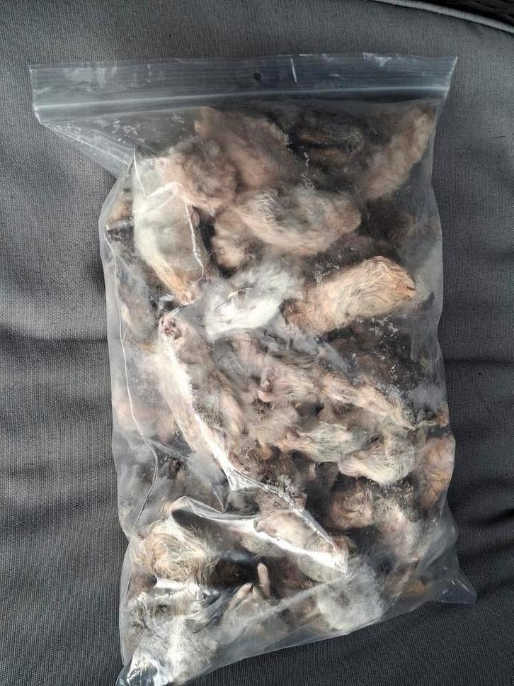 Diepvries ratten en degoes voor reptielen, Dieren en Toebehoren, Ophalen of Verzenden, Nieuw, Overige typen