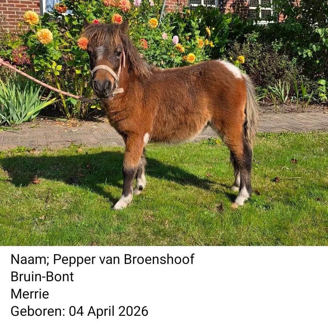Prachtige Mini-Pony veulens 3 x (zie foto's), Niet van toepassing, A pony (tot 1.17m), Gechipt, 0 tot 2 jaar