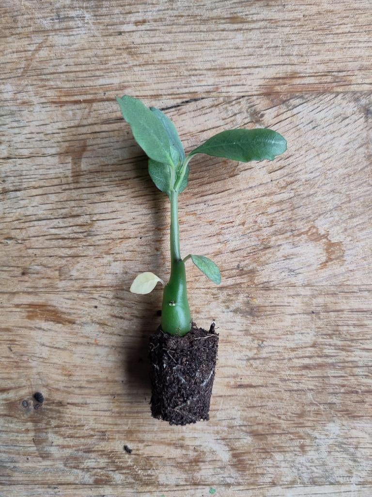 Dorstenia hildebrandtii caudex bijzondere kamerplant, Huis en Inrichting, Kamerplanten, Overige soorten, Minder dan 100 cm, Bloeiende kamerplant