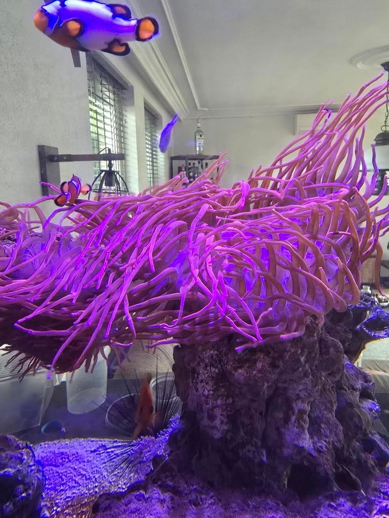 Rode tepelanemoon, Dieren en Toebehoren, Vissen | Aquaria en Toebehoren, Ophalen, Plant(en), Steen of Hout