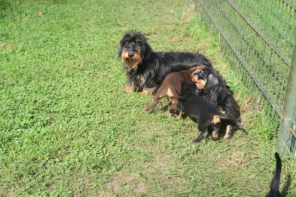 Ruwhaar Dwerg Teckel pups