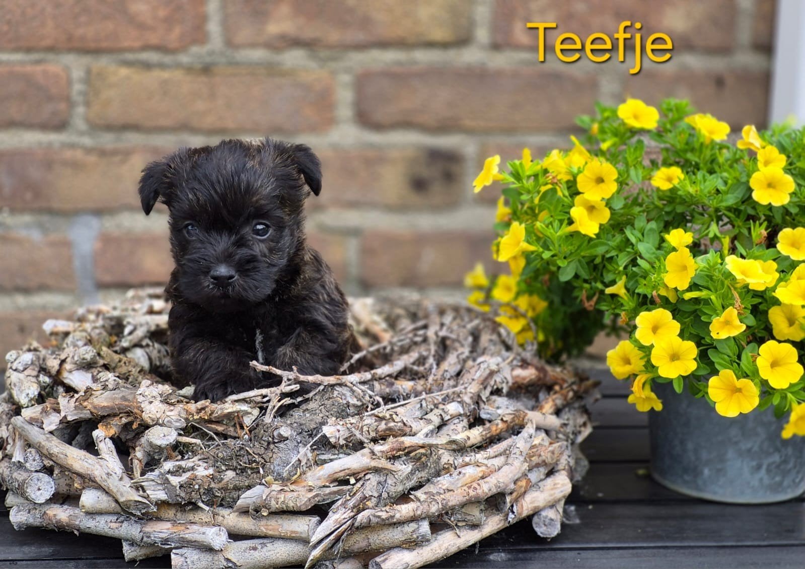 Mooie  cairnterriërpups, Parvo, Overige rassen, 8 tot 15 weken, Meerdere