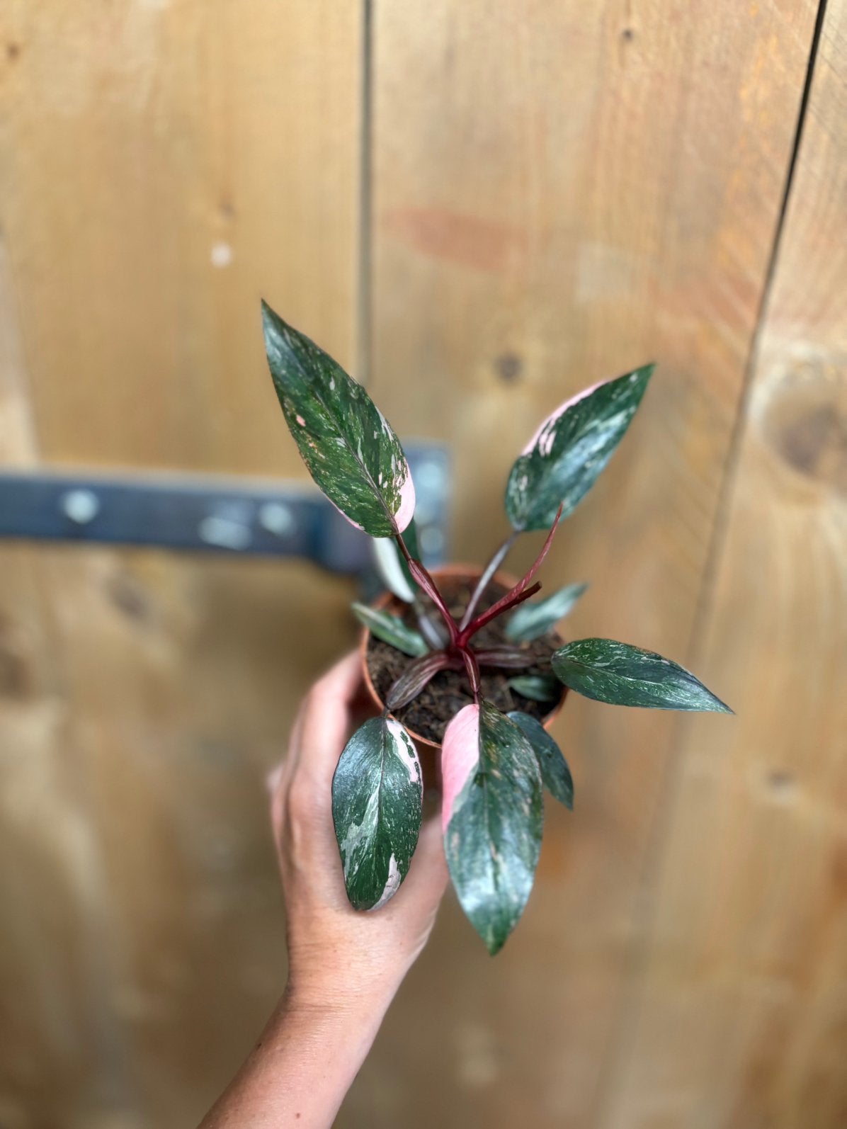 Philodendron pink princess plant variegata roze marble, Huis en Inrichting, Kamerplanten, Ophalen of Verzenden, Halfschaduw, Minder dan 100 cm