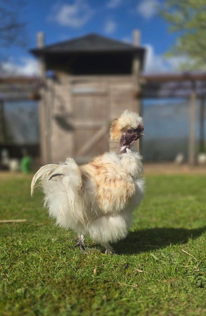Prachtige lieve Redpyle Showgirl Amerikaanse/ USA Zijdehoen, Dieren en Toebehoren, Pluimvee, Mannelijk, Kip