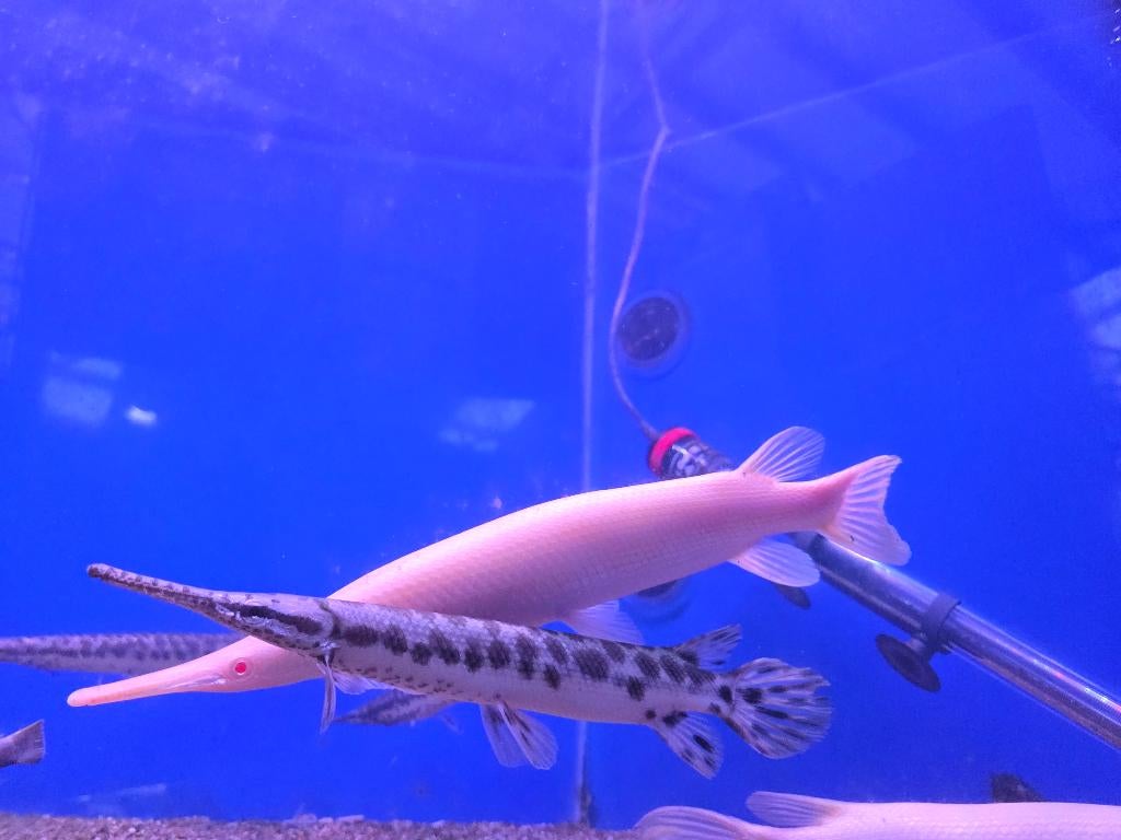 Albino en wildkleur florida gar - Lepisosteus platyrhincus, Vis, Zoetwatervis