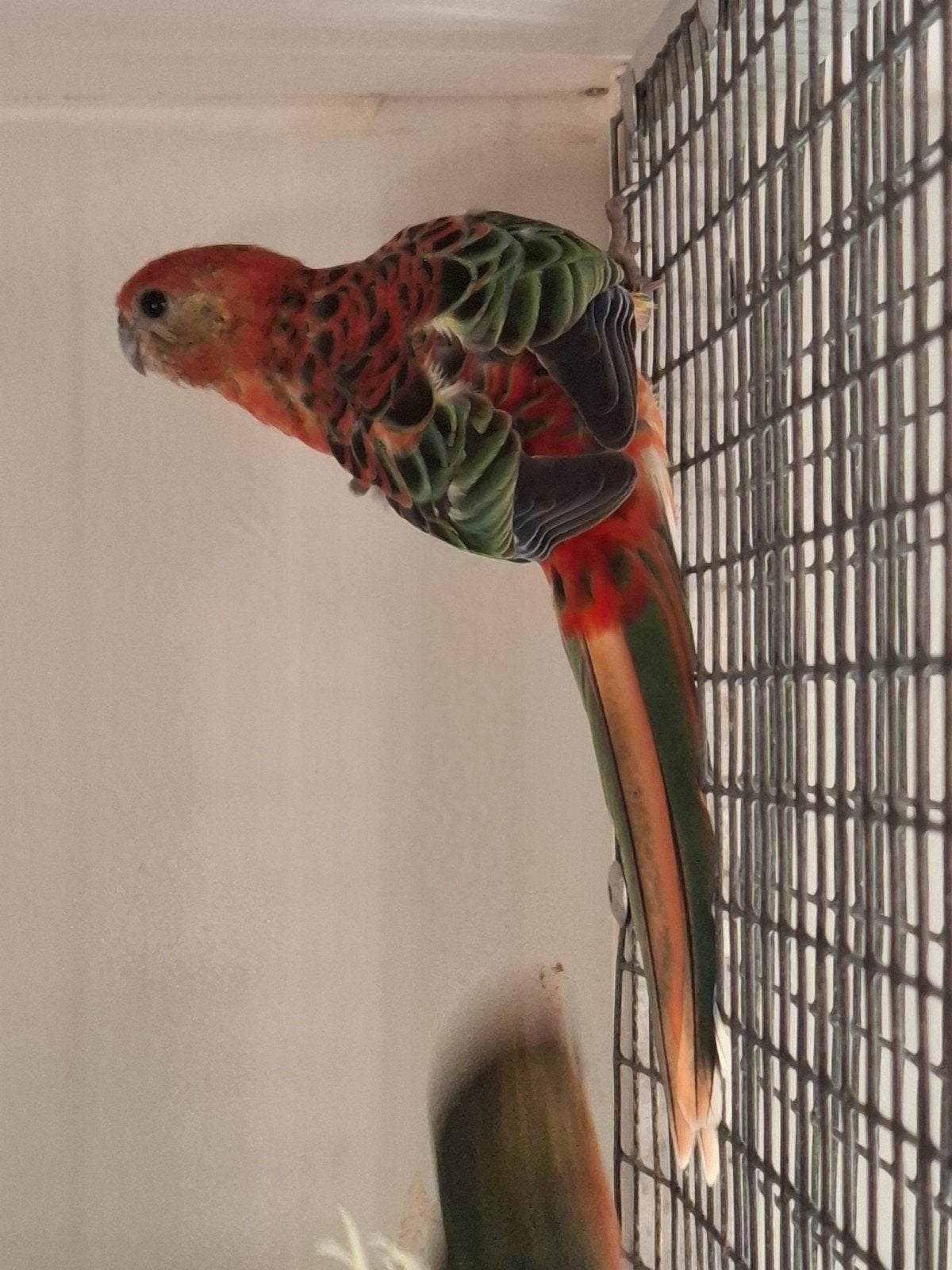 Opaline stanley rosella's, Dieren en Toebehoren, Meerdere dieren, Parkiet, Geringd