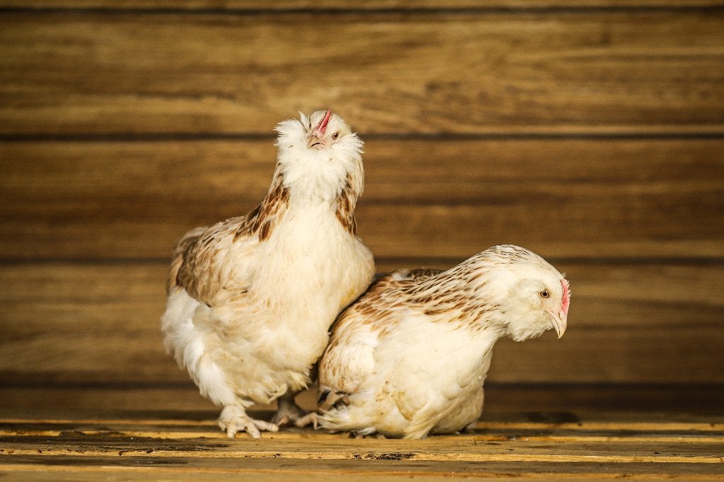Faverolle groot | Rustige kippen | Vertrouwelijke kippen, Dieren en Toebehoren, Vrouwelijk, Kip